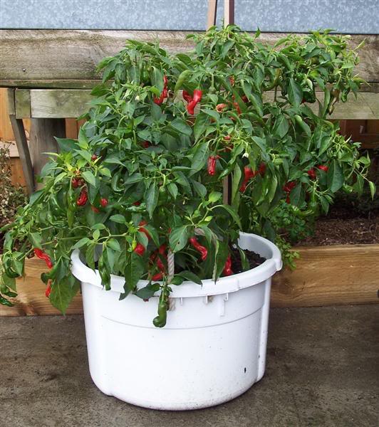 Peter Pepper ItalianChilli